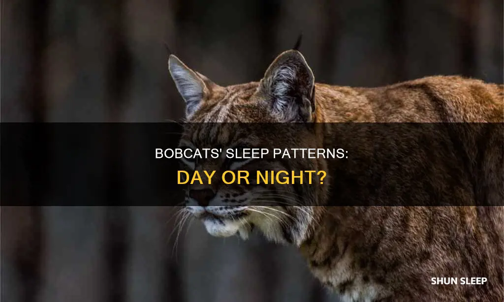 do bobcats sleep during the day