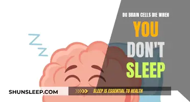 Brain Cells and Sleep: What's the Connection?