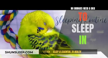 Budgies' Sleeping Arrangements: Do They Need a Box?
