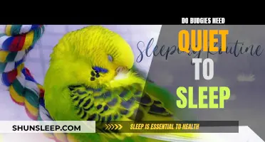 Budgies' Sleep: The Importance of Peace and Quiet