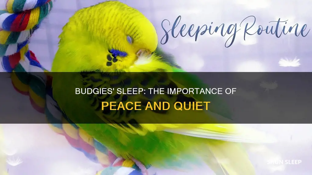 do budgies need quiet to sleep