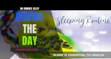 Daytime Naps: Understanding Budgie Sleep Patterns