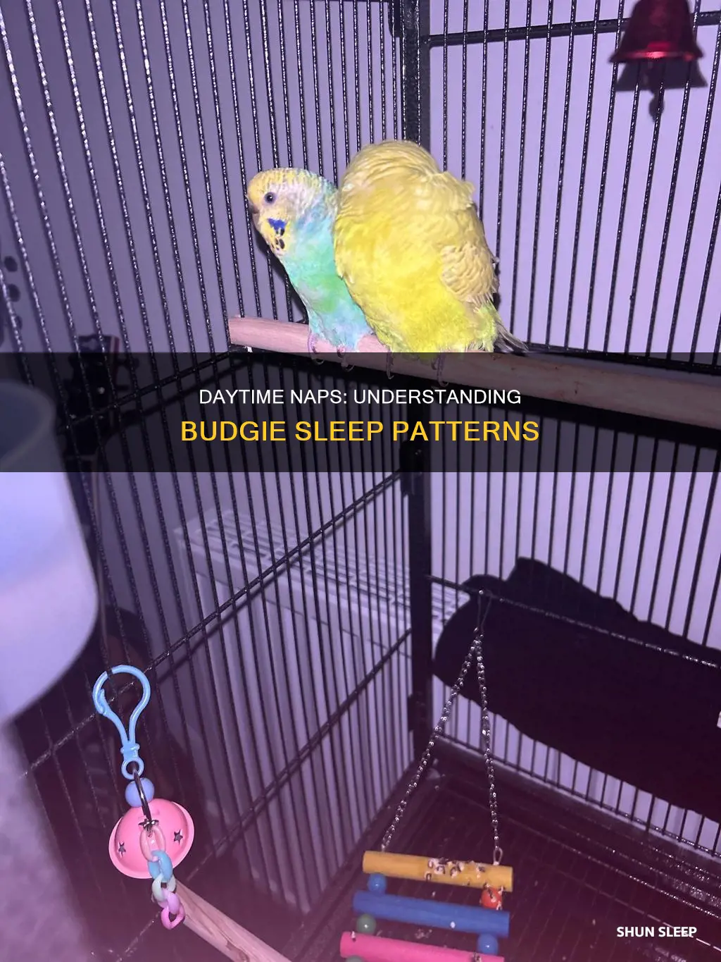 do budgies sleep during the day