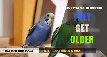Aging Budgies: Understanding Sleep Patterns in Older Parakeets