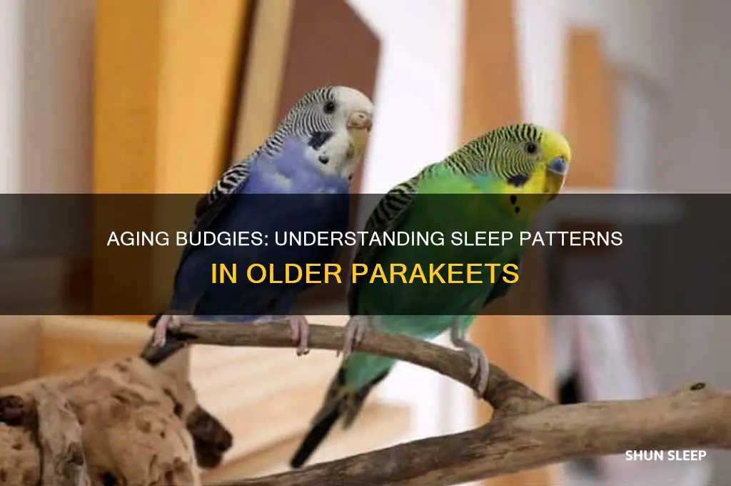 do budgies tend to sleep more when they get older