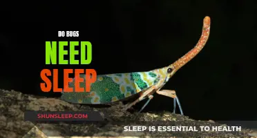 Bugs and Sleep: Do They Need It?