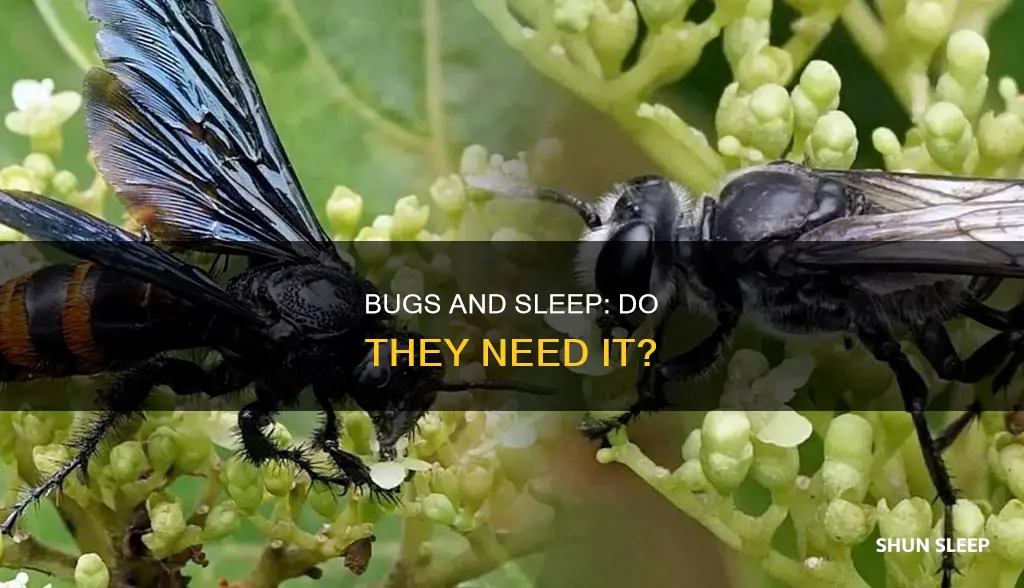 do bugs need sleep