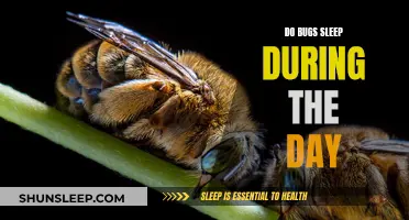 Bugs' Sleep Patterns: Daytime Dozing or Nighttime Napping?