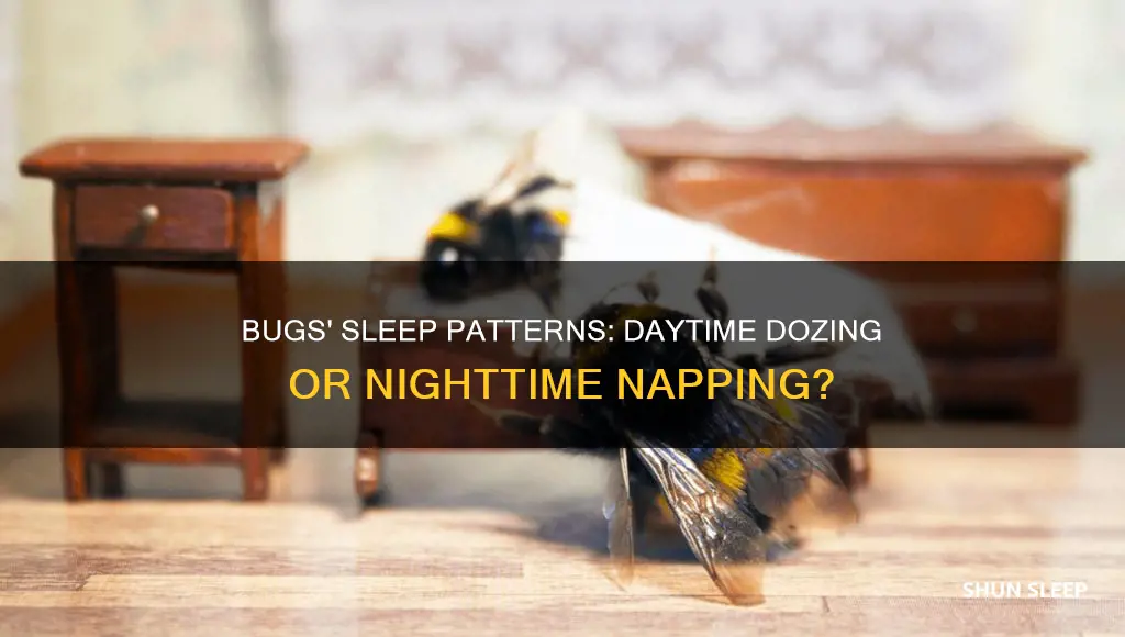 do bugs sleep during the day