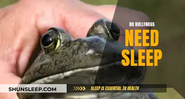 Do Bullfrogs Need Sleep? Understanding Their Unique Sleep Patterns