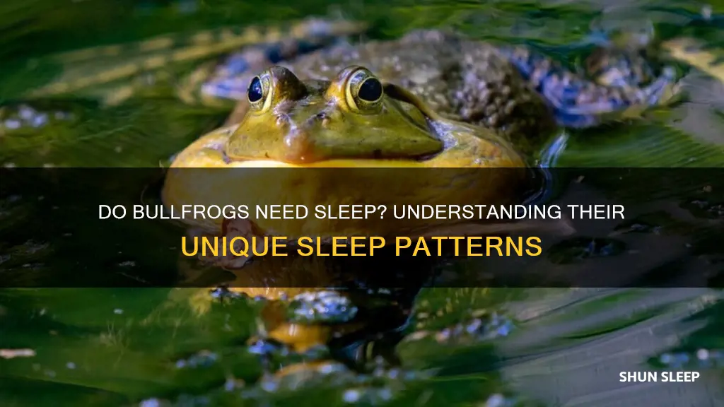 do bullfrogs need sleep