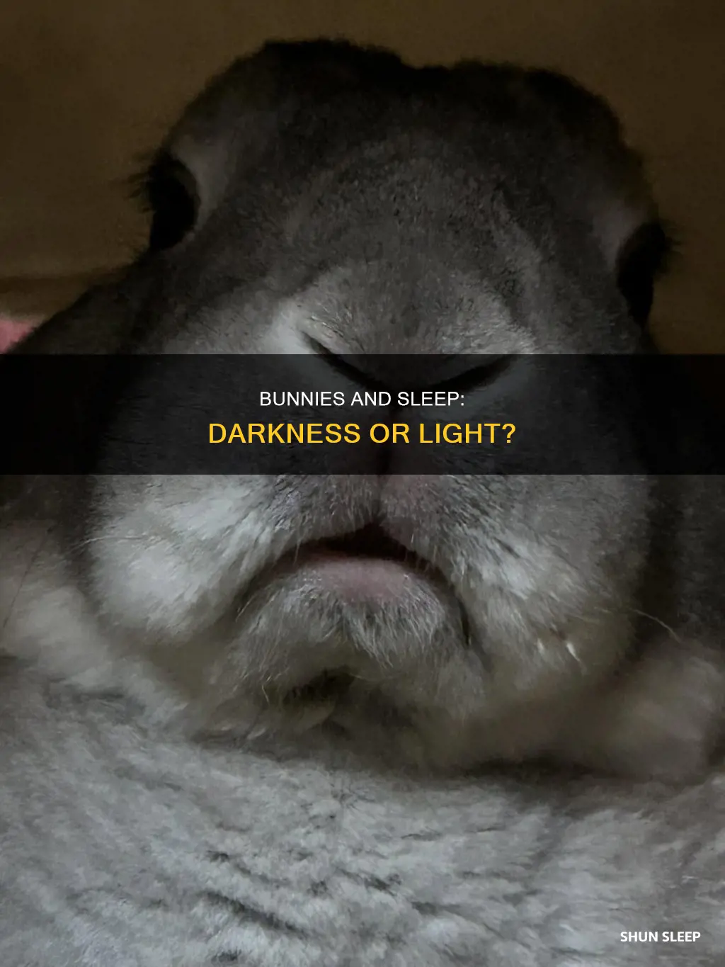 do bunnies need darkness to sleep