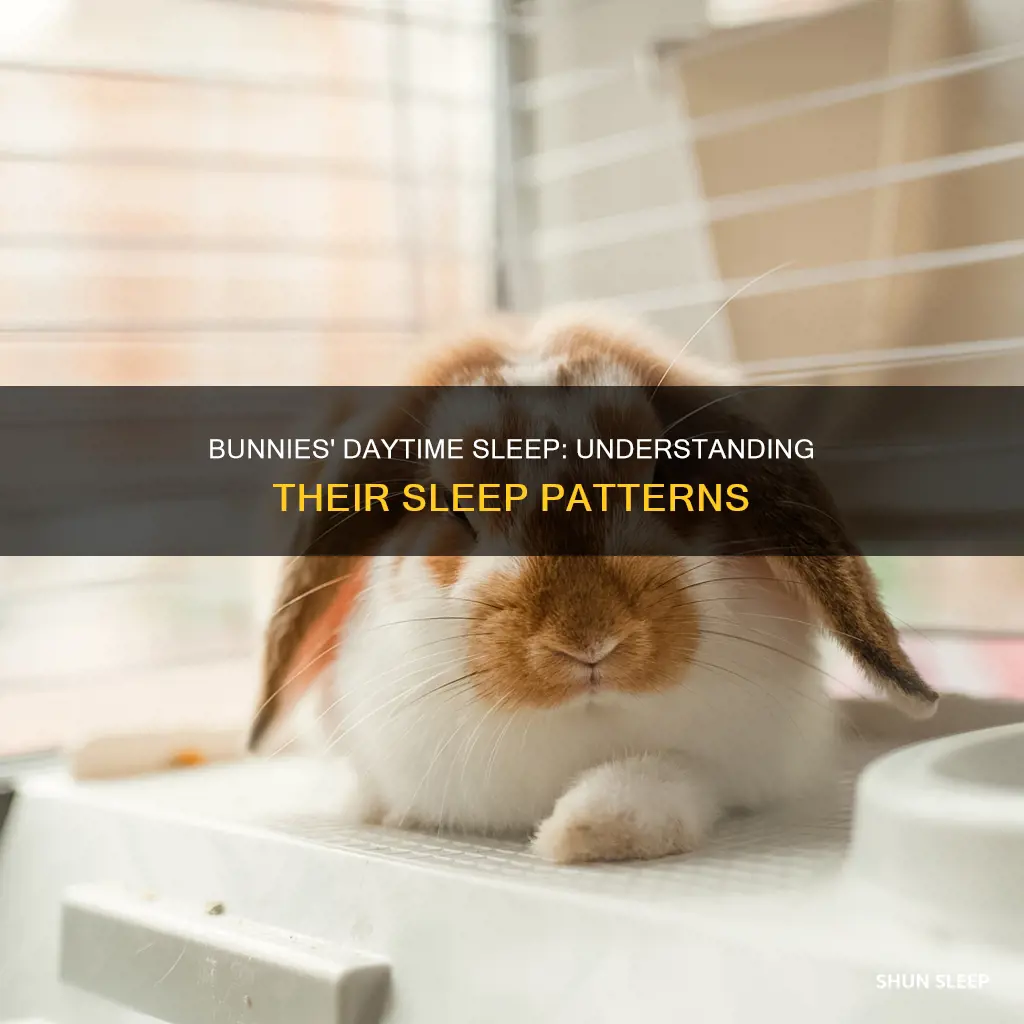 do bunnies sleep a lot during the day