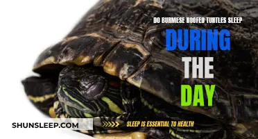 Daytime Sleep Patterns of Burmese Roofed Turtles Explored