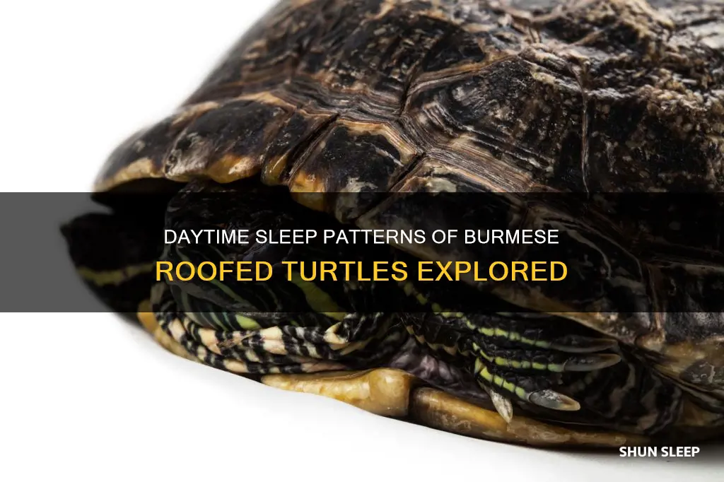 do burmese roofed turtles sleep during the day