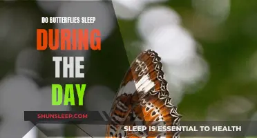 Butterflies' Sleep Patterns: Daytime Dozing or Nighttime Napping?