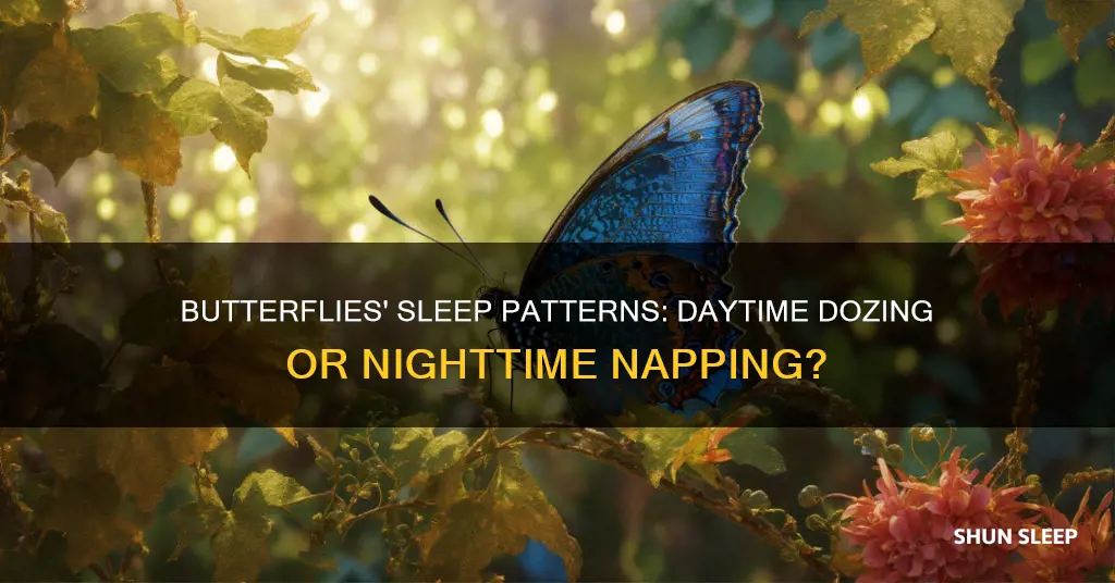 do butterflies sleep during the day