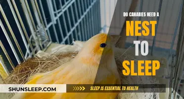 Canaries and Nests: Do They Need One to Sleep?