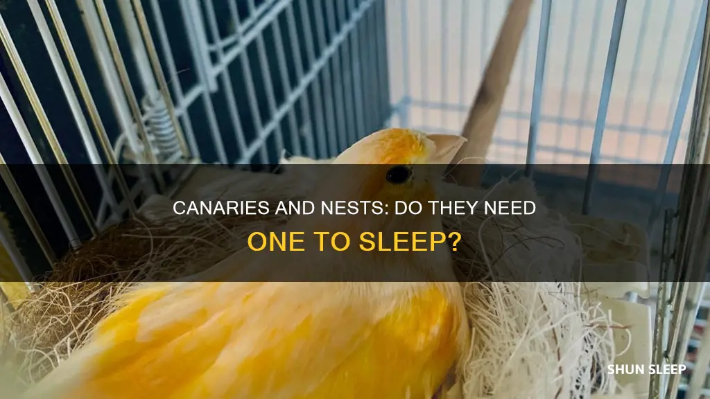 do canaries need a nest to sleep