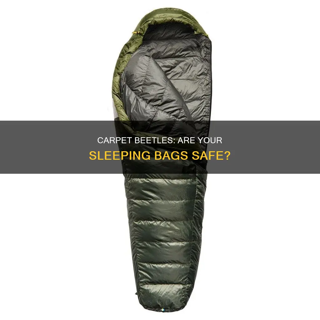 do carpet beetles attack sleeping bags