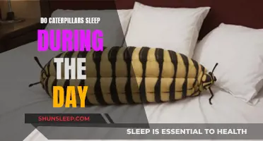 Caterpillars' Daytime Sleep: Understanding Their Resting Habits