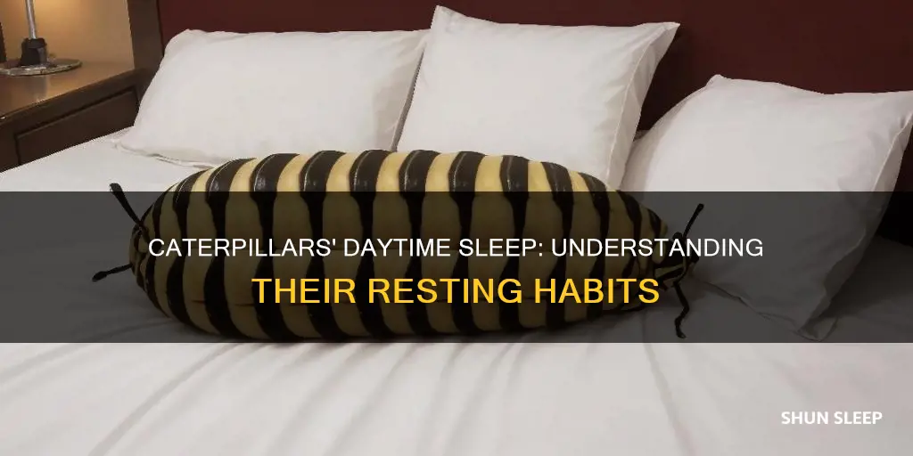 do caterpillars sleep during the day