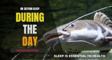 Catfish Sleeping Patterns: Do They Sleep During the Day?