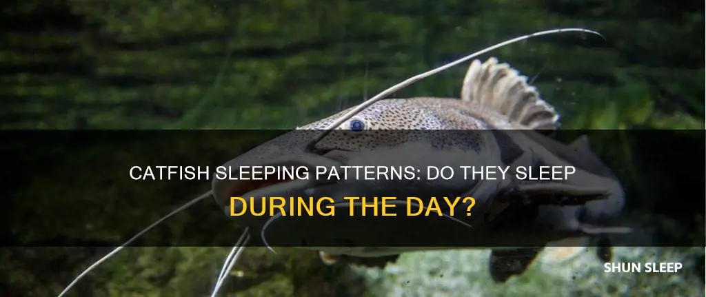 do catfish sleep during the day