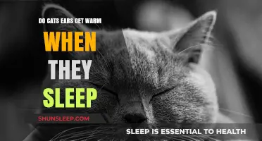 Why Do Cats' Ears Get Warm During Sleep? Exploring Feline Physiology