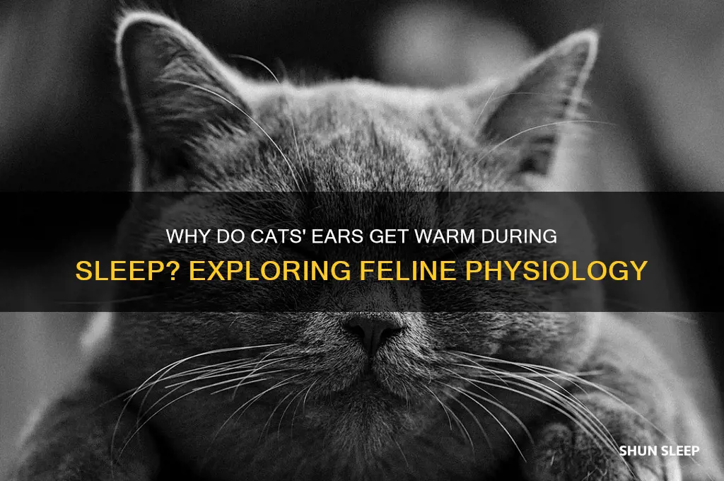 do cats ears get warm when they sleep