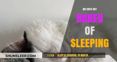 Do Cats Get Bored of Sleeping? Unraveling Feline Rest Habits