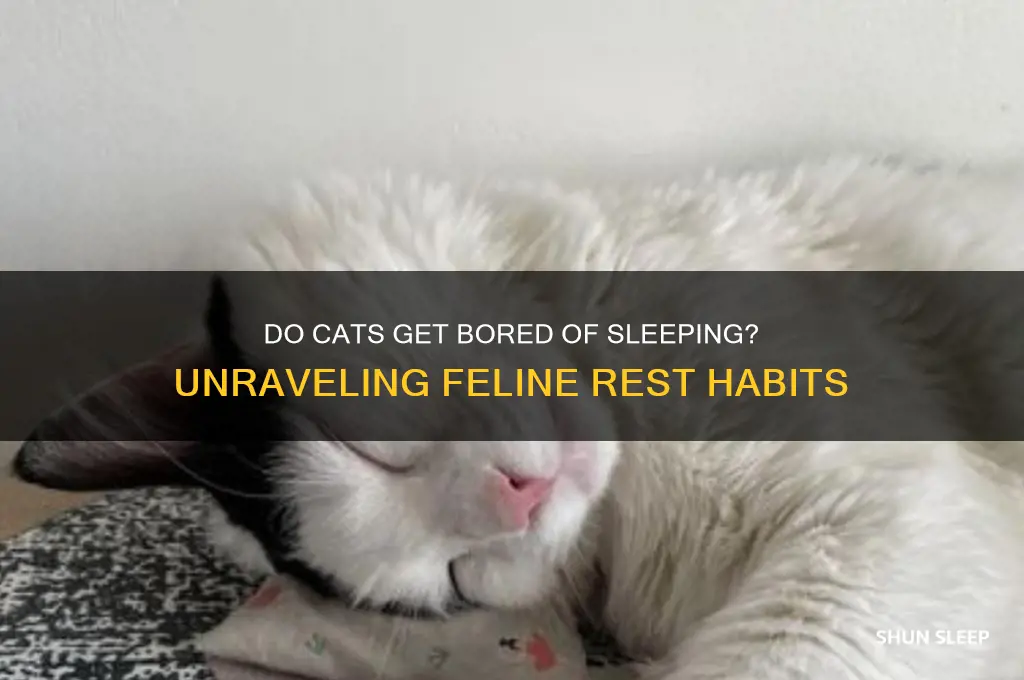 do cats get bored of sleeping