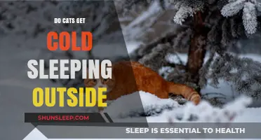 Do Cats Get Cold Sleeping Outside? Understanding Feline Winter Survival