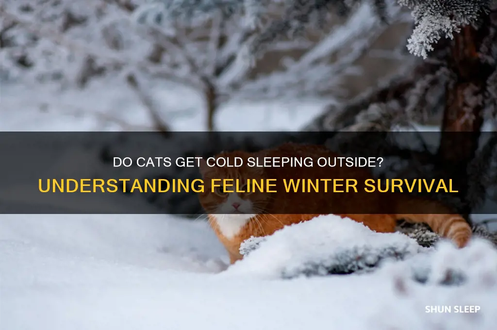 do cats get cold sleeping outside