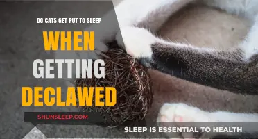 Do Cats Get Put to Sleep When Getting Declawed? Facts Explained