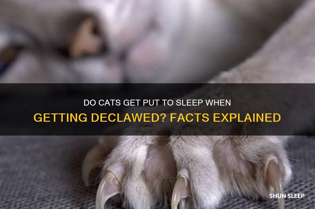 do cats get put to sleep when getting declawed