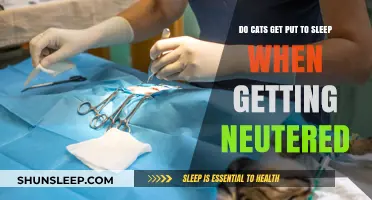 Do Cats Get Put to Sleep During Neutering? Facts Explained