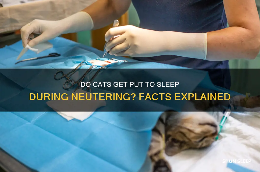 do cats get put to sleep when getting neutered