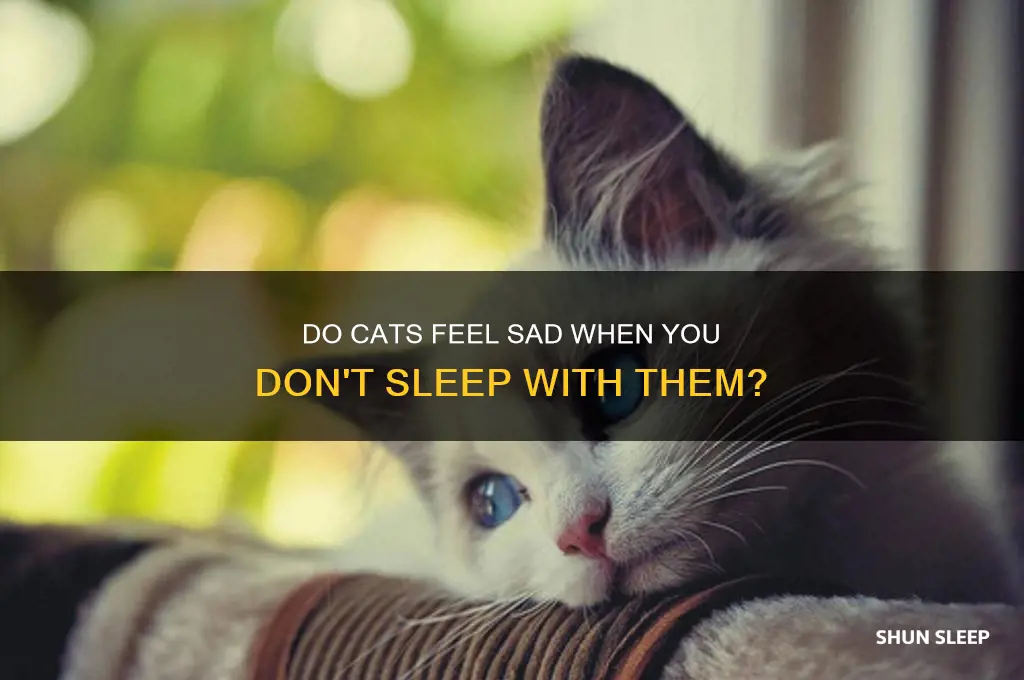 do cats get sad if you don