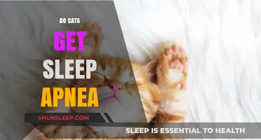 Do Cats Suffer from Sleep Apnea? Exploring Feline Sleep Disorders