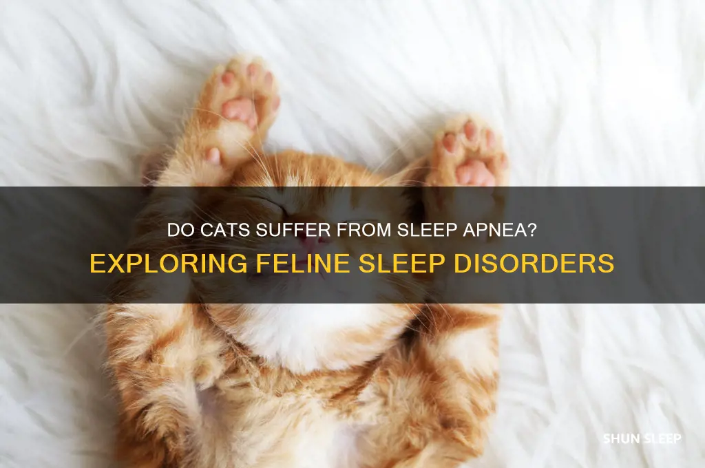 do cats get sleep apnea