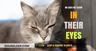 Do Cats Get Sleep in Their Eyes? Understanding Feline Eye Discharge