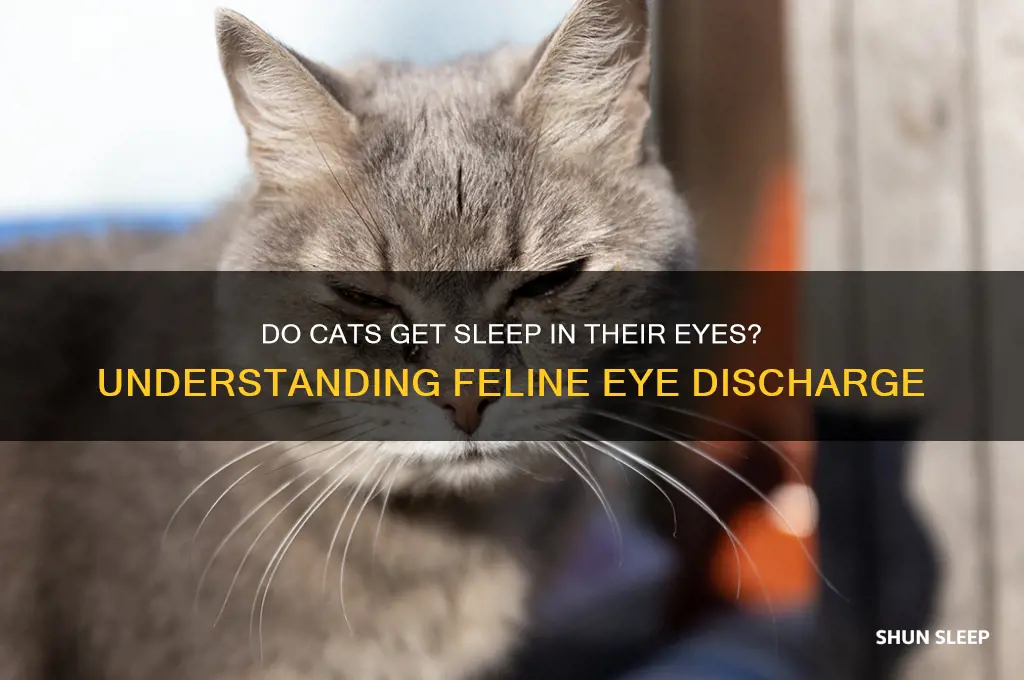 do cats get sleep in their eyes