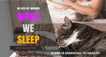 Do Cats Worry When We Sleep? Exploring Feline Behavior and Concerns