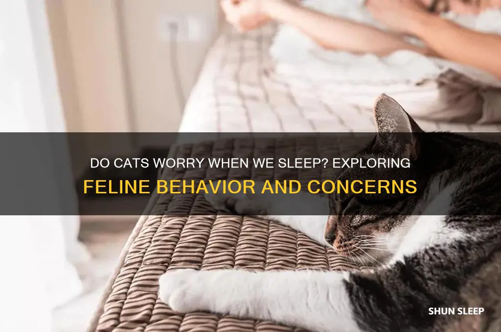 do cats get worried when we sleep