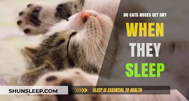 Do Cats' Noses Dry Out During Sleep? Facts and Myths