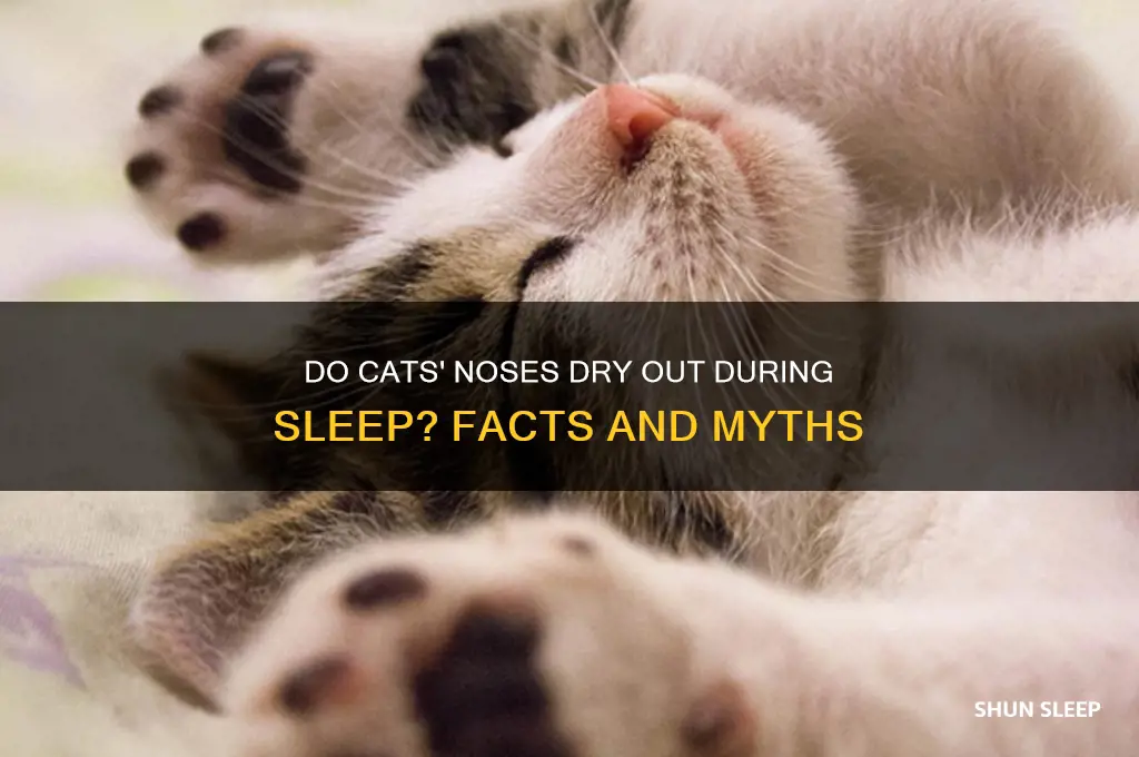do cats noses get dry when they sleep