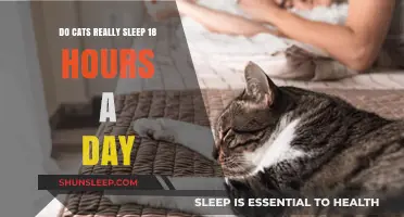The Truth About Feline Snooze: Do Cats Really Sleep 18 Hours a Day?