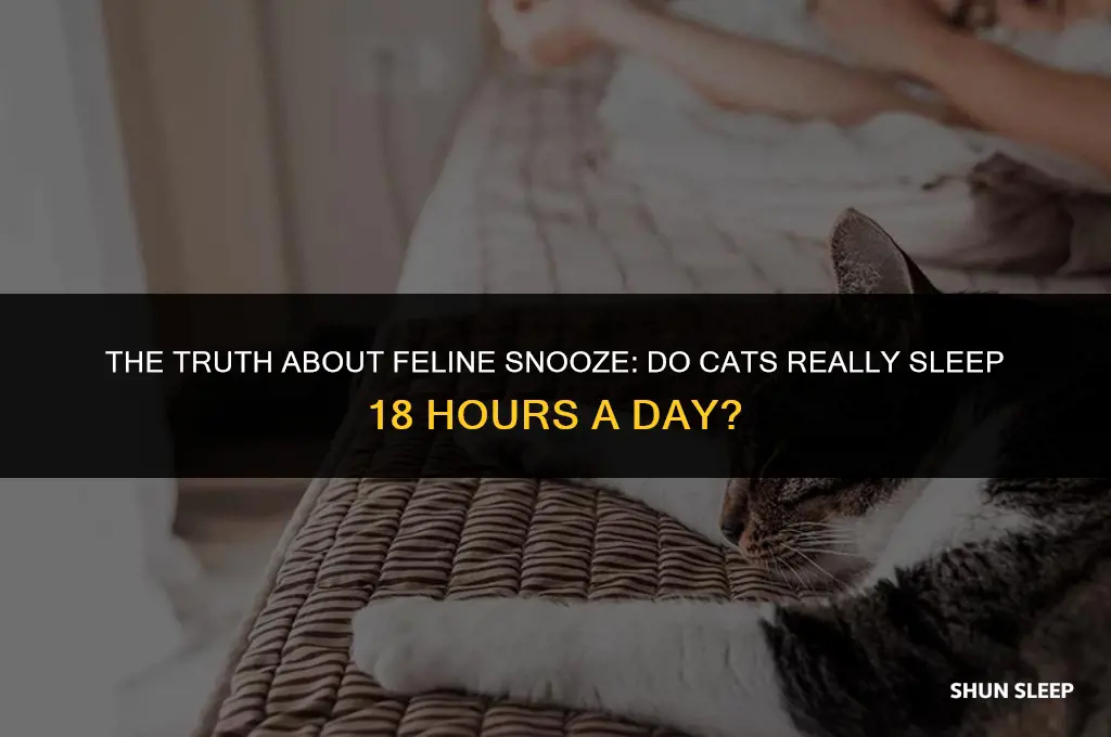 do cats really sleep 18 hours a day