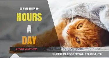 Unraveling the Mystery: Do Cats Really Sleep 20 Hours a Day?